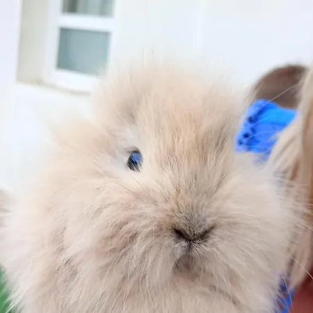 Castle Wellness Bed & Breakfast Bed & Breakfast