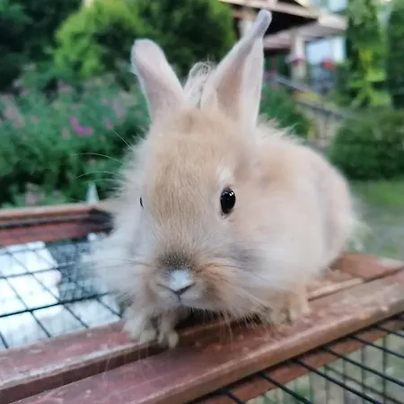 Castle Wellness Bed & Breakfast 3*