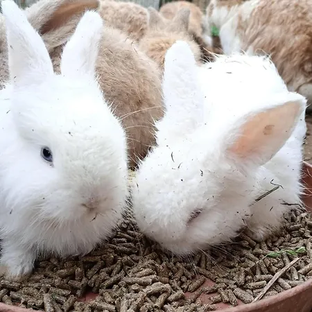 Bed & Breakfast Castle Wellness Bed & Breakfast 3*