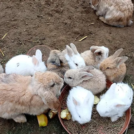 Castle Wellness Bed & Breakfast 3*